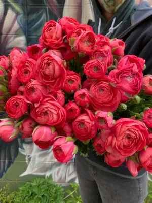 Ranunculus Corms-Strawberry