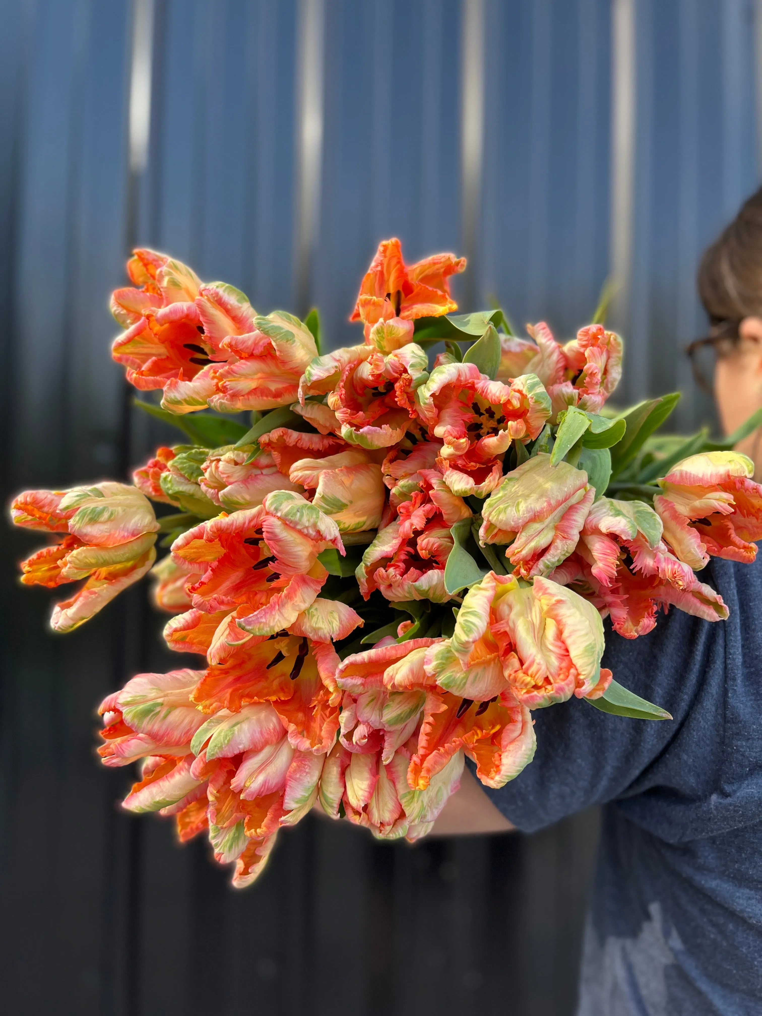 Tulip-Apricot Parrot