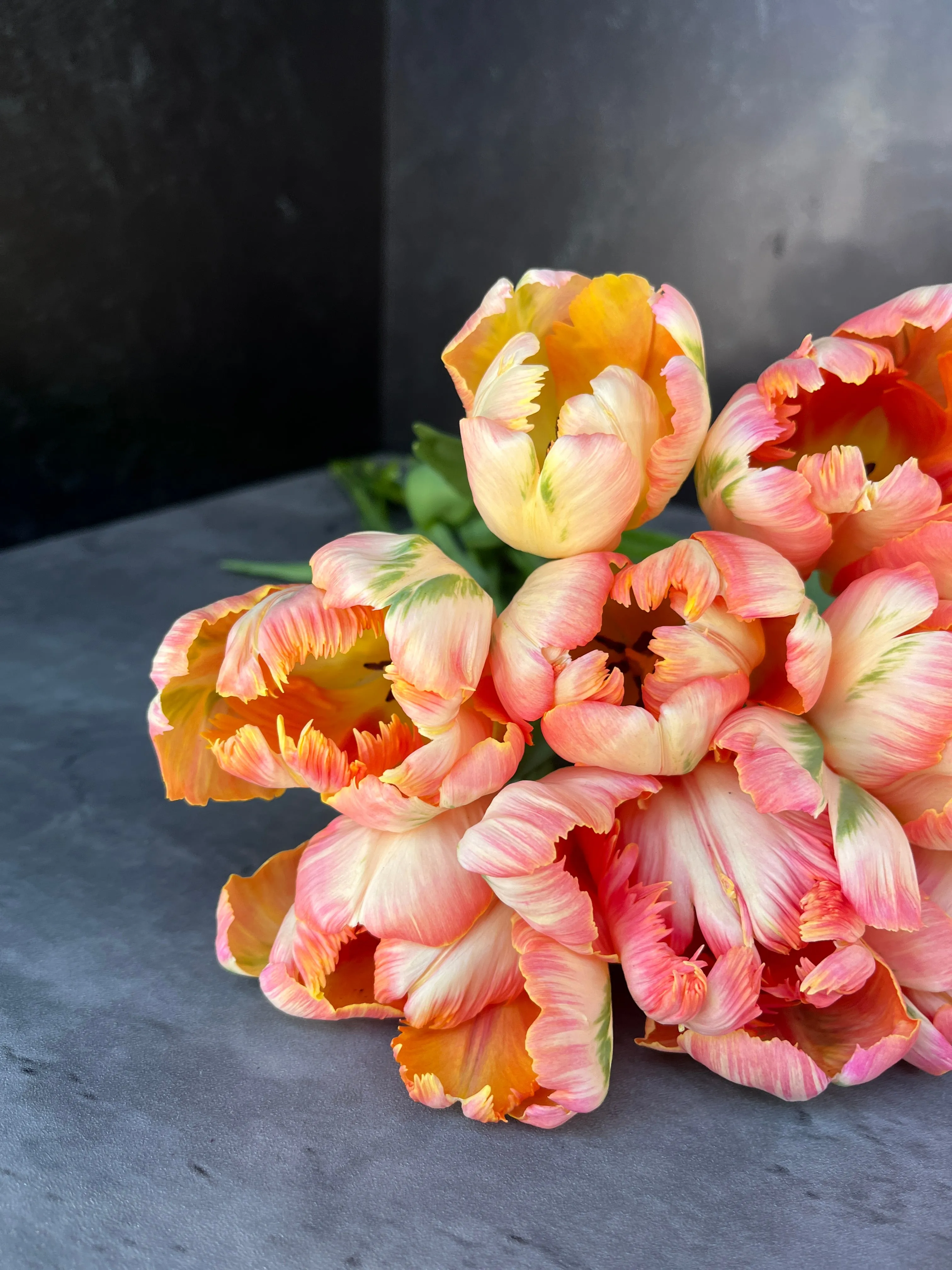 Tulip-Apricot Parrot