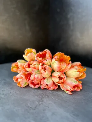 Tulip-Apricot Parrot
