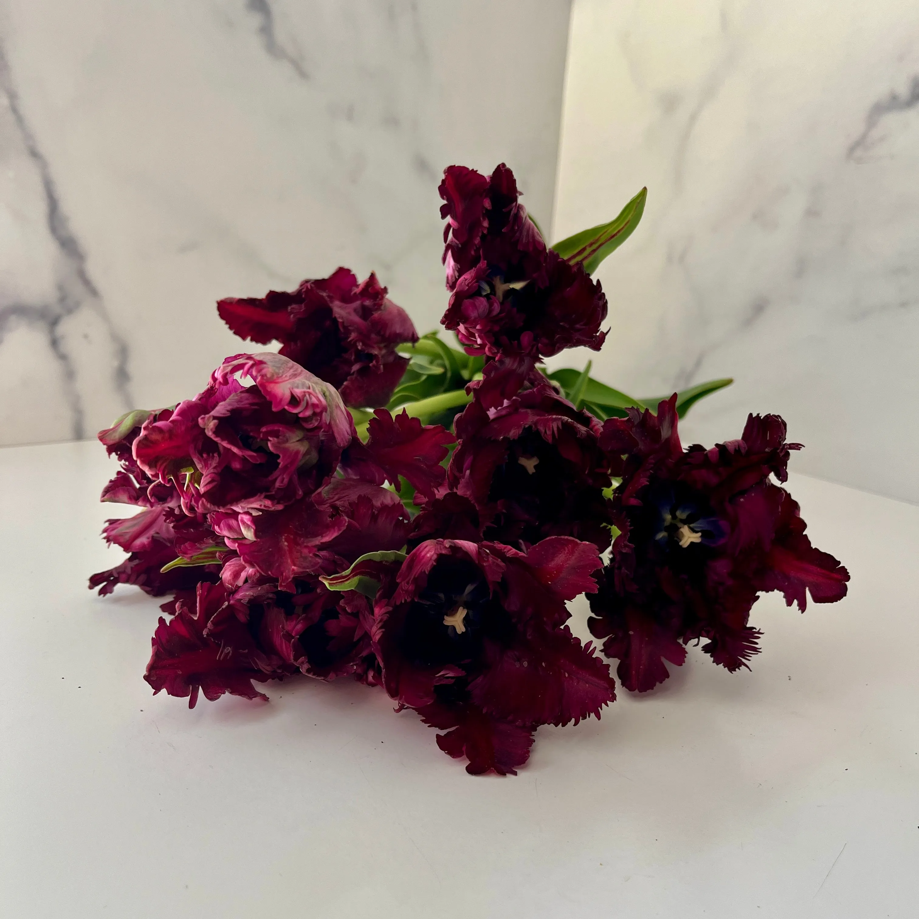 Tulip-Black Parrot