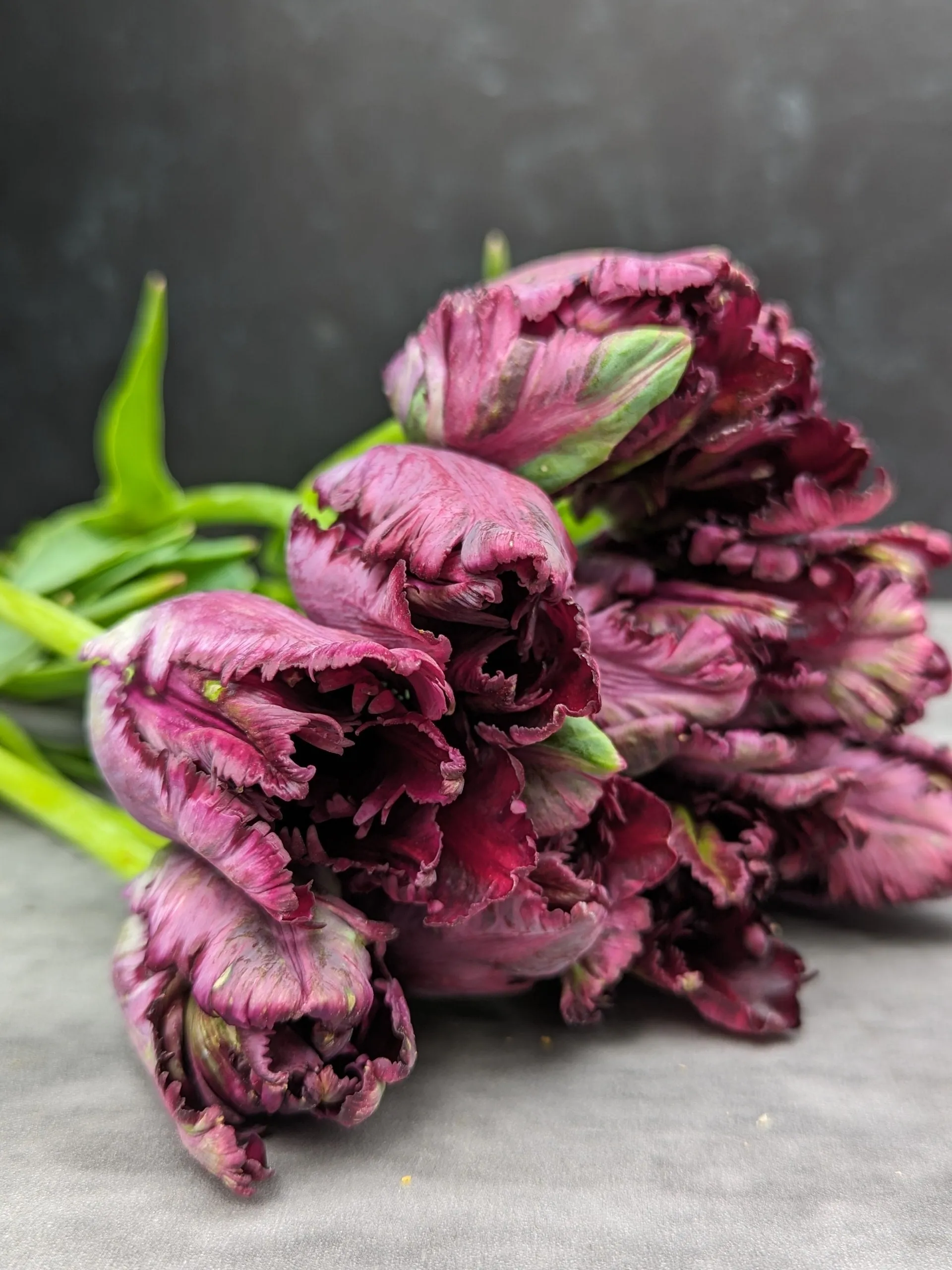 Tulip-Black Parrot