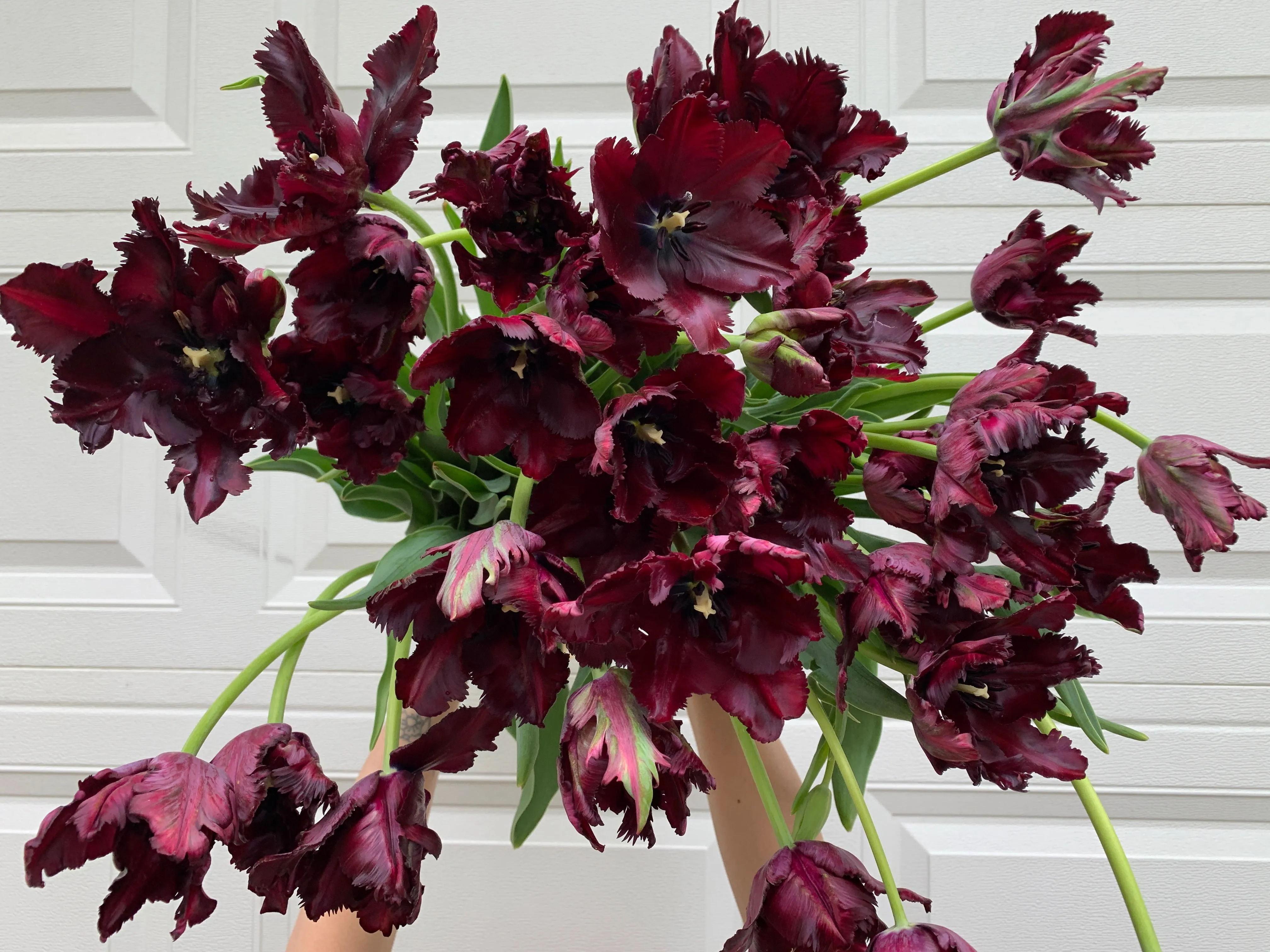 Tulip-Black Parrot